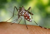 Febre amarela leva Uni�o a reconhecer situa��o de emerg�ncia em 64 cidades