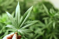 Planta��o de maconha � flagrada em resid�ncia de Igara�u do Tiet�