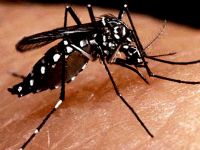 Estudo alerta para o risco de reurbaniza��o da febre amarela no Brasil