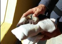 Pol�cia Militar Ambiental resgata tamandu�-mirim em Porangaba