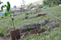 Projeto em Botucatu prev rvores em todos os prdios pblicos e casas 