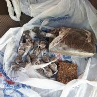 SIG de S�o Manuel aprende maconha que daria para fabricar 600 parangas