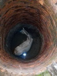 Bombeiros de Botucatu resgatam um cavalo que caiu num po�o em Conchas