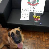 �Cadela Akira� ajuda a Pol�cia Civil de S�o Manuel a localizar entorpecentes