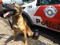 C�o treinado no Canil da PM de Botucatu localiza drogas em S�o Manuel