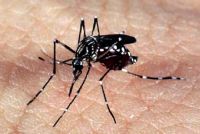 Minist�rio da Sa�de prev� aumento de casos de chikungunya em 2017