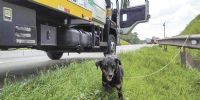 Campanha educativa visa combater o abandono de animais nas rodovias 