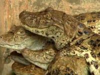 Porto Feliz ter� o primeiro frigor�fico para cria��o e abate de jacar�s no Estado