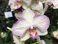 Exposi��o Nacional de Orqu�deas dever� atrair dezenas de colecionadores