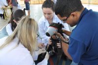 Vacina��o antirr�bica imunizou 382 animais, sendo 301 c�es e 81 gatos