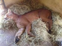 On�a adulta da esp�cie su�uarana � capturada em �rea urbana de Botucatu