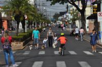 Primeiro �A Avenida � Sua� de 2019 ter� vacina��o antirr�bica para c�es e gatos