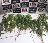 Em opera��o, SIG de S�o Manuel faz apreens�o de v�rios p�s de maconha