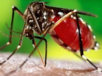 Cidades da regi�o se preparam para o combate a dengue nas f�rias 