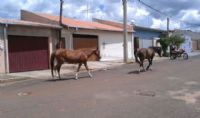 Cavalos soltos em via p�blica causam preocupa��o em bairros de Avar�
