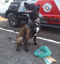 PM prende duas fam�lias envolvidas em tr�fico de drogas em Anhembi e Itatinga