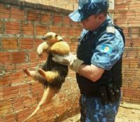 Nas ltimas horas GPA resgata quatro animais que invadiram a rea urbana