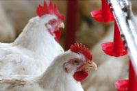 Governo paulista intensifica medidas de preven��o � Influenza Avi�ria 