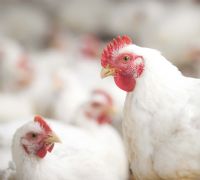 Cidad�o de Botucatu acaba preso pela PM furtando frangos em Bofete