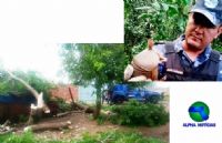 Grupo Ambiental flagra corte irregular de rvore em Vitoriana e resgata tatu
