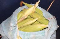 PM de S�o Manuel  flagra dupla furtando espigas de milho em s�tio 