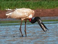 �rea alagada na regi�o se transforma em �ref�gio�  de aves migrat�rias